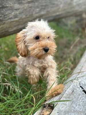 ich bin Maja und suche ein schönes Zuhause  Bild 4