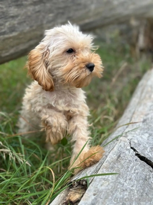 ich bin Maja und suche ein schönes Zuhause  Bild 3