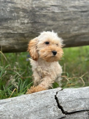 ich bin Maja und suche ein schönes Zuhause  Bild 2