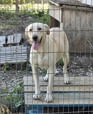Sala, wunderschöne Hündin sucht neues Zuhause