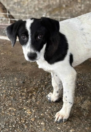Ansvar im Wachstum - kleiner Gentleman in Schwarzweiß