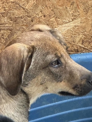 Amicitia im Wachstum - kleine Zuckerschnute
