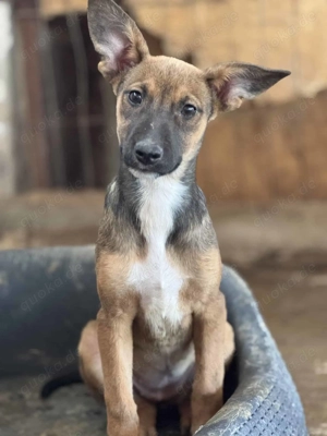 Thalina im Wachstum   Blühende Schönheit