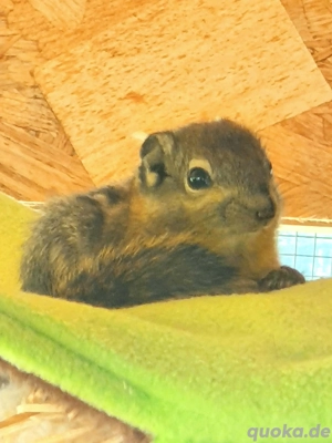 chinesische Baumstreifenhörnchen  Bild 7