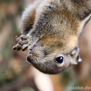 chinesische Baumstreifenhörnchen  Bild 6