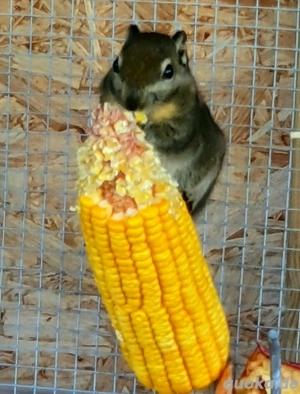 chinesische Baumstreifenhörnchen  Bild 8