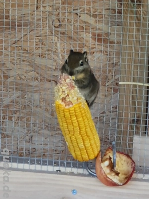 chinesische Baumstreifenhörnchen  Bild 5