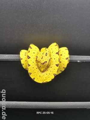 0.0.1 Baumpython Morelia Viridis Biak Mix