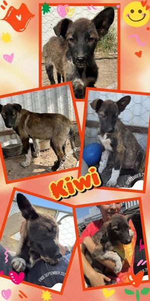 zuckersüßes Welpenmädchen "Kiwi" sucht dringend ein liebevolles Zuhause 
