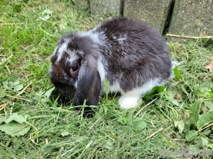 Kastrierte Kaninchen Buben suchen Dich 