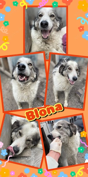 lebenslustige, ruhige, liebe,wunderschöne Hündin "Blonda" möchte so gerne endlich ein Zuhause finden