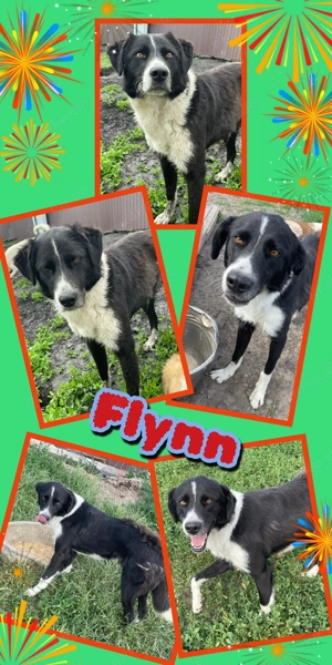 lieber, ruhiger, freundlicher, wunderschöner Rüde "Flynn" möchte endlich ein Zuhause finden