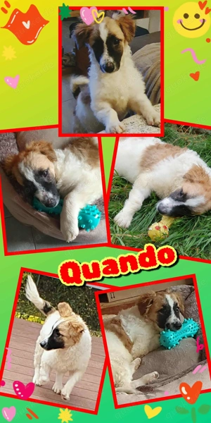 menschenbezogener, lieber Welpenjunge "Quando" sucht ein Zuhause -auch mit Katzen verträglich 