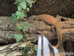 1.1 Red Ackie Varanus Acanthurus Abzugeben  Bild 5