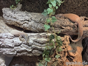 1.1 Red Ackie Varanus Acanthurus Abzugeben  Bild 4