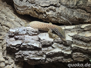 1.1 Red Ackie Varanus Acanthurus Abzugeben  Bild 3