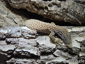 1.1 Red Ackie Varanus Acanthurus Abzugeben  Bild 2