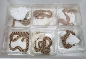 Pituophis c. Sayi  Bullennatter 