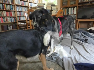 Anima, wunderschöne und total liebe Hündin sucht ihr Zuhause Bild 3