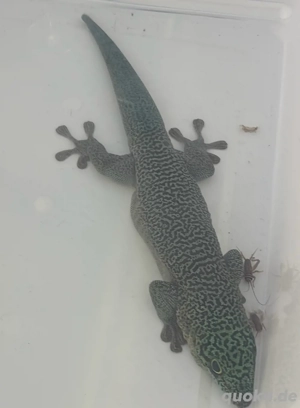 Querstreifen-Taggecko (Phelsuma lineata lineata) abzugeben 