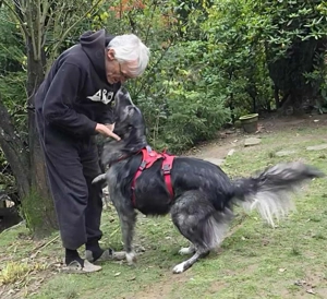 Anima, wunderschöne und total liebe Hündin sucht ihr Zuhause Bild 4
