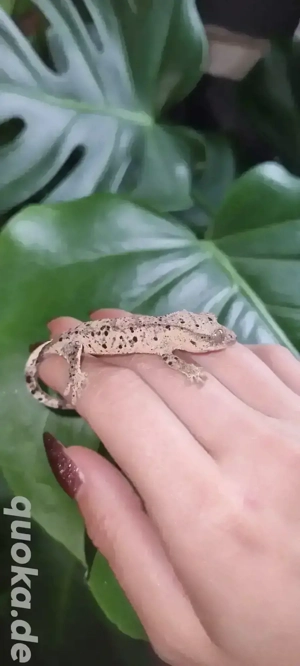0.0.1 super Dalmatiner kronengecko 