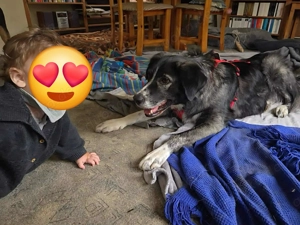 Anima, wunderschöne und total liebe Hündin sucht ihr Zuhause Bild 2