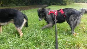 Anima, wunderschöne und total liebe Hündin sucht ihr Zuhause Bild 5