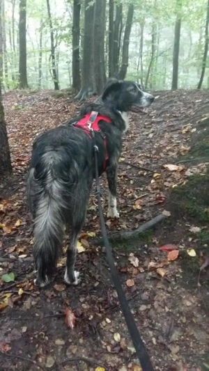 Anima, wunderschöne und total liebe Hündin sucht ihr Zuhause Bild 6