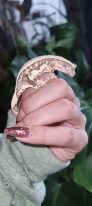 0.1 lilly white kronengecko 