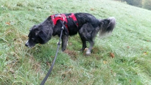 Anima, wunderschöne und total liebe Hündin sucht ihr Zuhause Bild 9