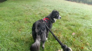 Anima, wunderschöne und total liebe Hündin sucht ihr Zuhause Bild 8