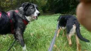 Anima, wunderschöne und total liebe Hündin sucht ihr Zuhause Bild 7