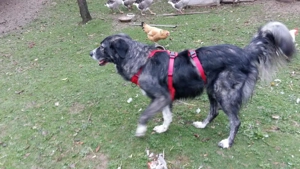 Anima, wunderschöne und total liebe Hündin sucht ihr Zuhause Bild 10