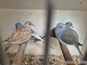 Diamanttauben zu verkaufen 