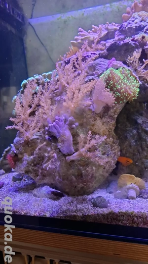 Meerwasser Korallen Stein