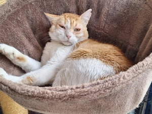 Unsere zarte und verkuschelte Maya sucht ihr goldenes Körbchen