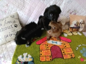 Entzückende Bolonka Zwetna Welpen