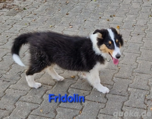 3 monate alte amerik. Colliewelpen m. Ahnentafel dürfen umziehen 