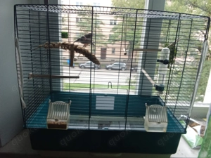 Zebrafinken mit Käfig 