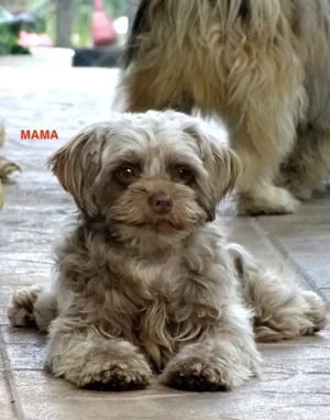 Entzückende Bolonka Zwetna Welpen, Rüden Bild 2