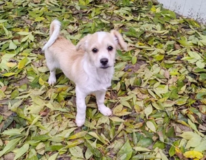 KODY - hofft auf tolle Menschen *reserviert*