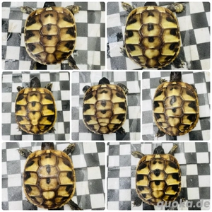 Griechische Landschildkröten THB 