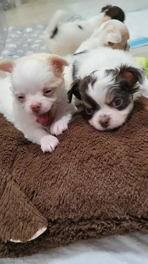 Ist die Wohnung noch so klein ein Chihuahua passt immer rein 