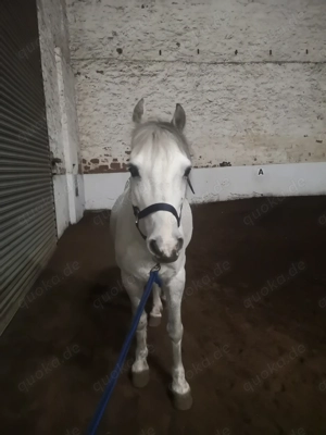 Pony sucht Pflegebeteiligung