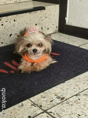     kleines hunde Mädchen ca.3 jahre alt  sucht zuhause  