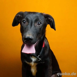 Nero, sensibel, verschmust und verspielt 