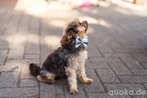 Deckrüde Mini Yorkshire Terrier 