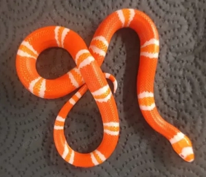 Lampropelis triangulum abnorma 