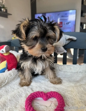 Yorkshirer Terrier Welpe